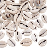 Muszle Kauri - opakowanie 43 sztuki